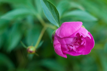 Alone pink peony in the garden in the summer day. Closeup of beautiful fresh Peony flower.