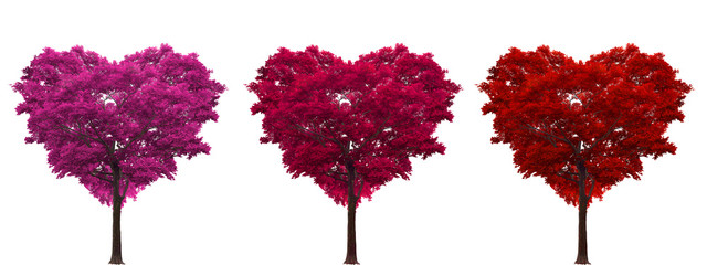 Red heart-shaped tree