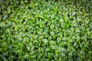 .Green environment and nature background spring season concept.Green leaves background and banner, creative layout made of green leave.