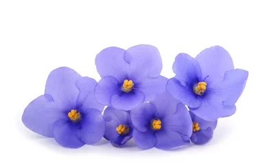 Fotobehang Saintpaulia (African violets) © Scisetti Alfio