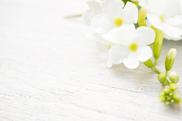 White flower blossom on the wooden table background, fresh nature with copy space