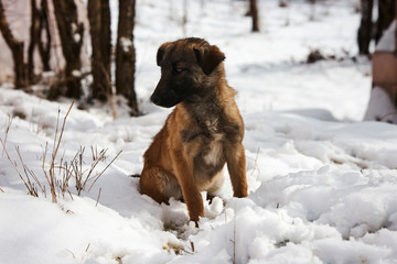 Winter cur dog portrait