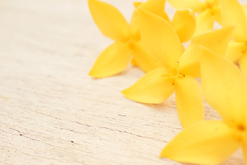 Yellow spike flower on wooden floor