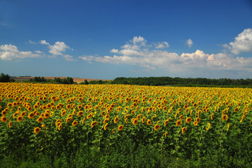 Sunflower field against cloudy blue sky