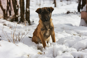 Winter cur dog portrait