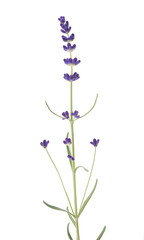 Lavender flower plant