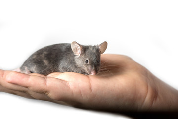 Cute Color Mouse on a Girls Hand  isolated on white