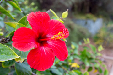 Rote Blüte einer Hibiskus auf La Gomera