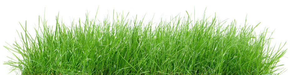 Wiese isoliert - Gras Hintergrund Panorama freigestellt auf weiß