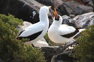 Nazcatölpel- Galapagos