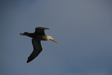 Fototapeta na wymiar Albatros- Galapagos