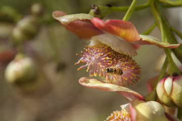 Cannon Ball Tree Flower with Honey Bee, Cienfuegos, Cuba