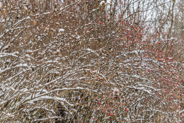 black ash and red viburnum cowered with snow in the garden
