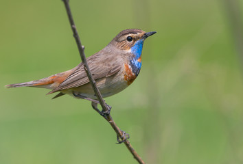 Bluethroat (Luscinia svecica)