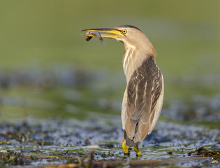 Little bittern with fish (Ixobrychus minutus)