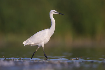 Fototapeta premium Little egret (Egretta garzetta)