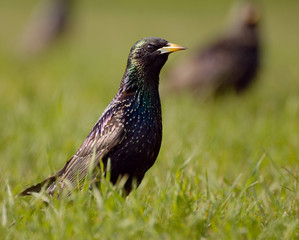 Obraz premium Common Starling (Sturnus vulgaris)