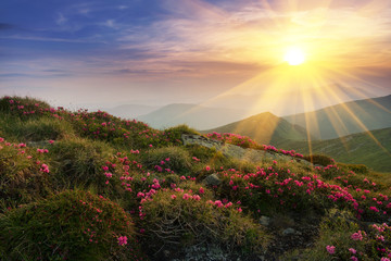 Amazing colorful sundown in mountains with majestic sunlight and pink rhododendron flowers on...