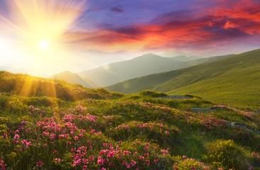 Amazing colorful sundown in mountains with majestic sunlight and pink rhododendron flowers on foreground. Dramatic colorful scene in mountains.