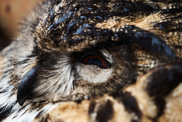 Close-up of great horned old owl