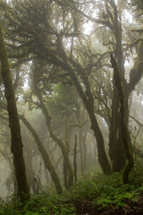 Obraz premium Nebelwald im Nationalpark auf La Gomera