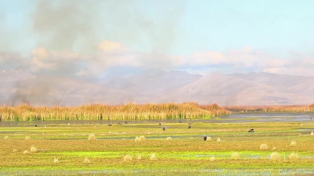 Burning pasture on Lake Junín