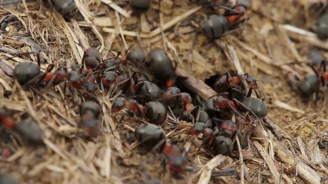 Red wood ants moving on the nest. Anthill with red wood ants in spring close up