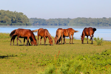 Obraz premium A herd of wild horses is grazing near the lake on an island in Danube Biosphere Reserve