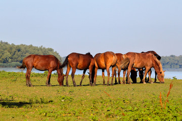 Naklejka na ściany i meble A herd of wild horses is grazing near the lake on an island in Danube Biosphere Reserve