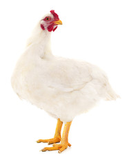 White hen isolated.