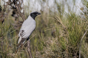 Black-faced Cuckooshrike (Coracina novaehollandiae) race 