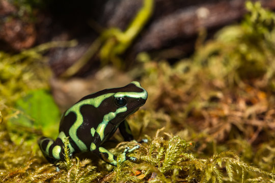 A close up of a Green and Black Poison Dart Frog.