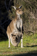 Naklejka na ściany i meble Female with Joey Western Grey Kangaroo (Macropus fuliginosus). Eneabba, Western Australia, Australia