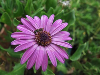 Fototapeta premium Chrysanthemum