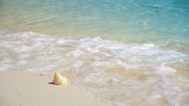 seashell on the beach ,Poda island, Krabi province, Thailand
