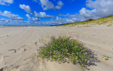 Empty beach and clomp of blue flowers