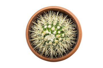 A top view of green cactus in brown flower pot on white isolated background