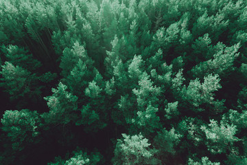 Fototapeta na wymiar Beautiful panoramic photo over the tops of pine forest. Aerial view. From above. Picture taken using the copter. Top view