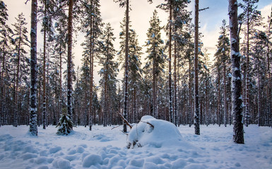 Norway white landscape