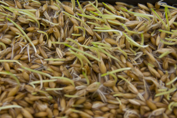 soaked grains of oats, with germs