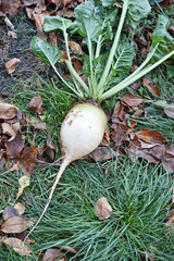 Sugar beet plant on the grass