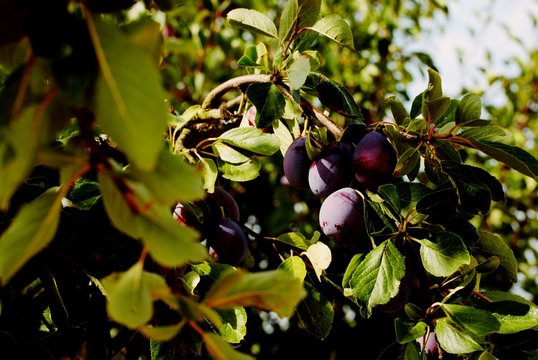 Prunes utilis&eacute;es pour faire les pruneaux d'Agen