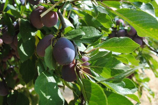 Prunes utilis&eacute;es pour faire les pruneaux d'Agen