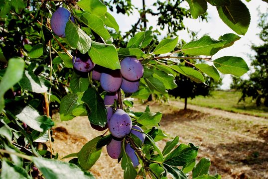 Prunes utilis&eacute;es pour faire les pruneaux d'Agen