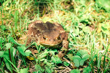 Brown toad on the ground