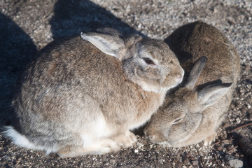 野生のうさぎが寒い日にうさ団子になる