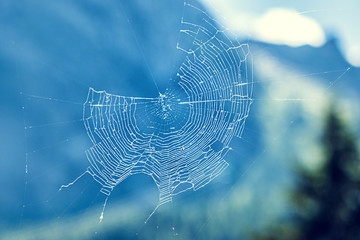 Beautiful cobweb with blue bokeh background