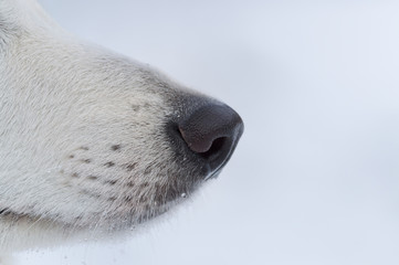 Nose of white shepherd dog