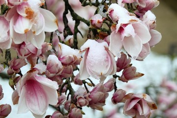 Naklejka na ściany i meble Snow on beautiful magnolia flowers, spring 
