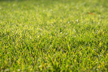Natural grass background. Macro series